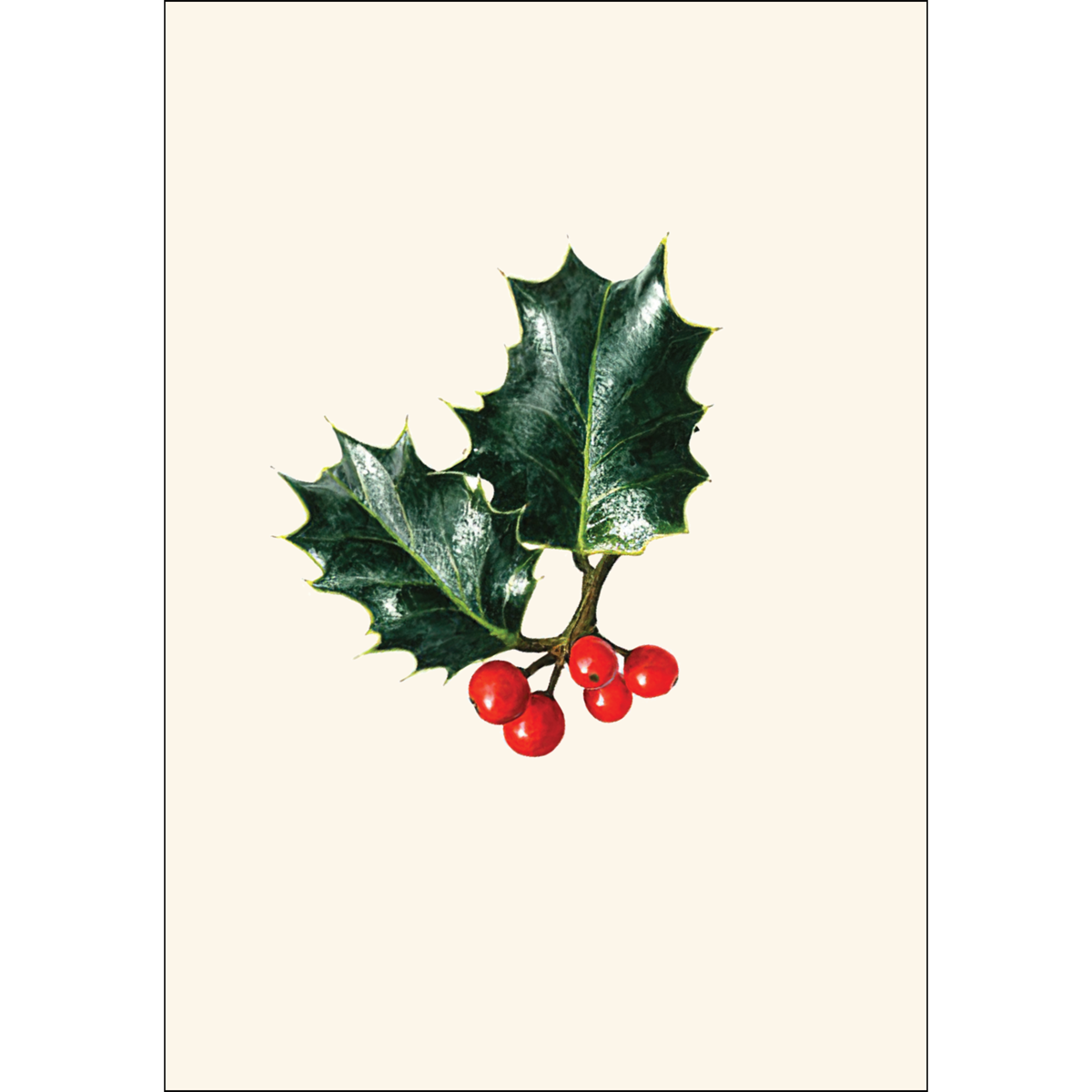 English Holly