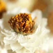 Ammobium