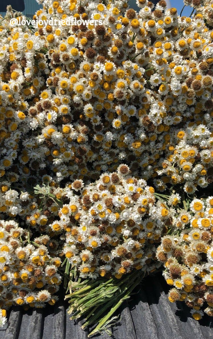 Ammobium