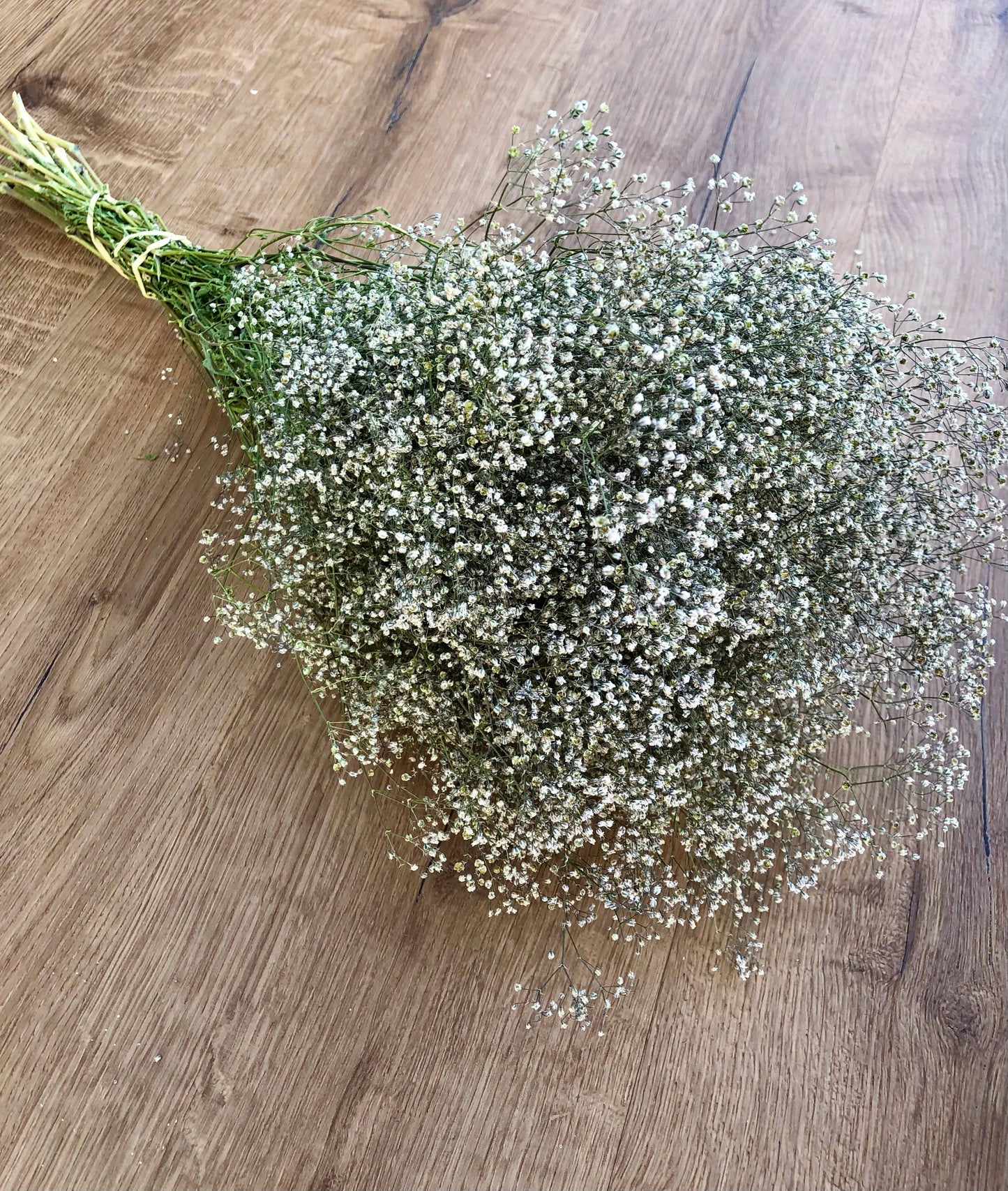 Baby's Breath (Gypsophillia)