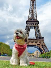 Ami à fourrure (Furry Friends)