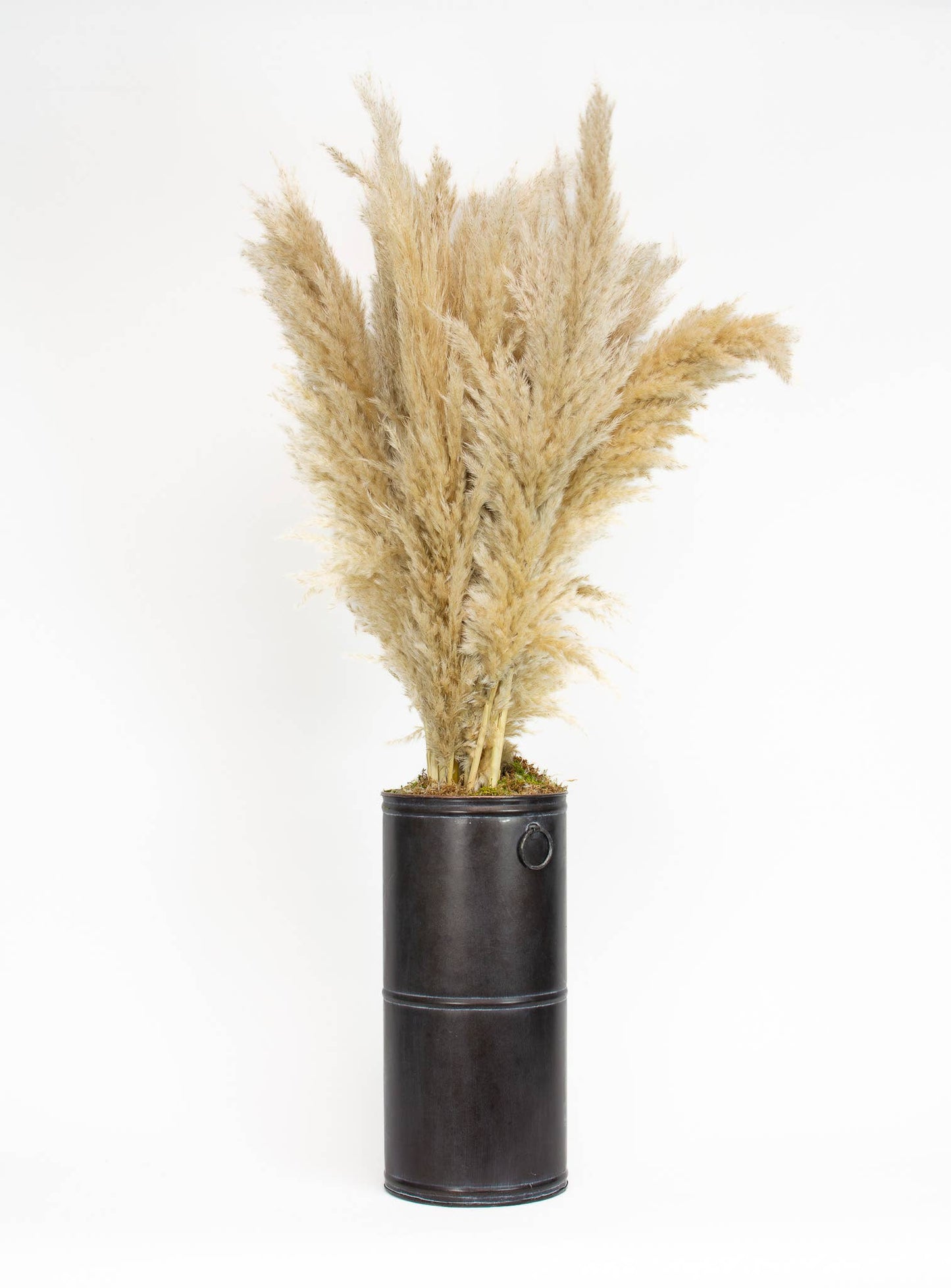 Pampas Grass - Natural