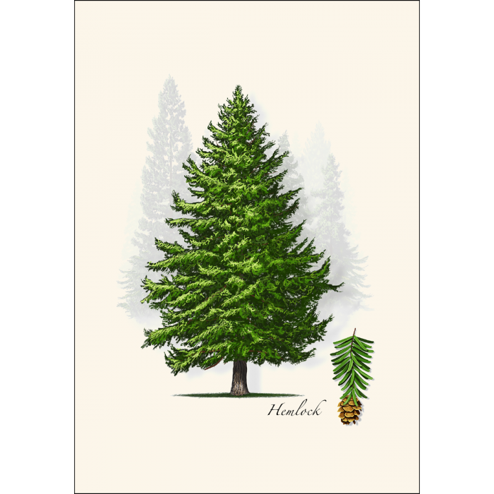 Hemlock Notecard Set on Recycled Paper