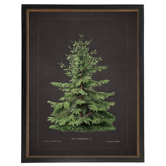 Framed vintage normann fir bookplate: Black With Bead 1300-905 U / 8" X 10"