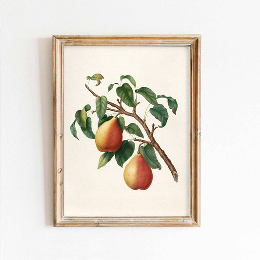 Autumn Pears Vintage Art Print: 11x14