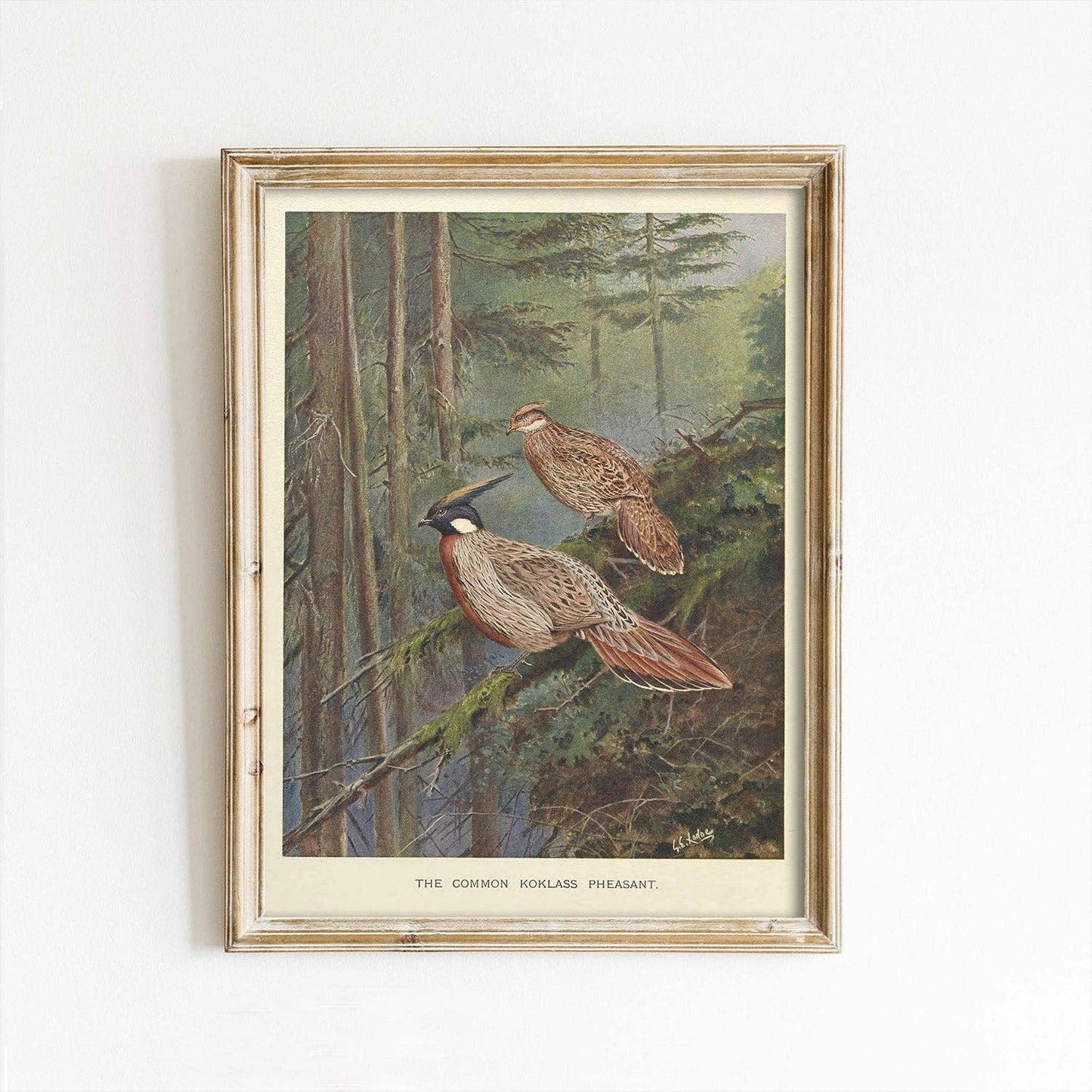 Pheasants Perched in the Forest Thanksgiving Autumn Art Print: 11x14
