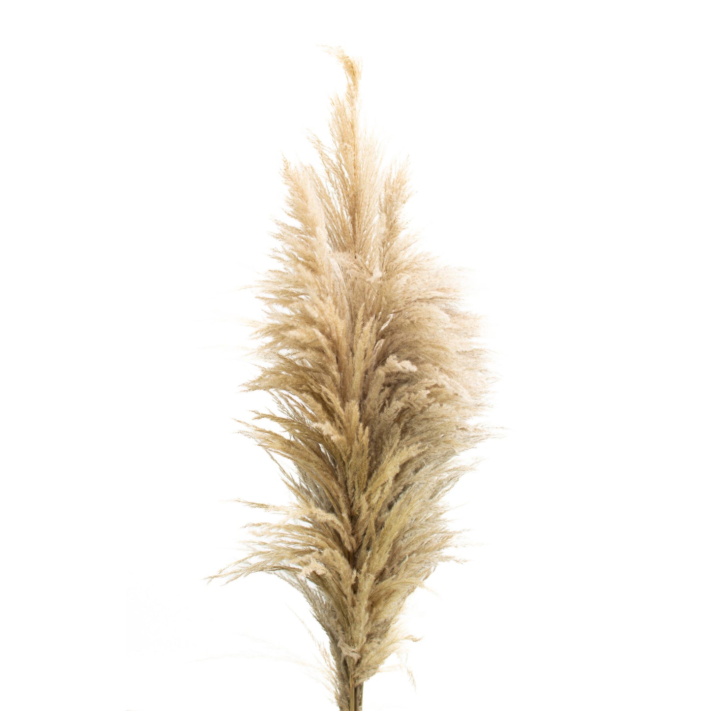 Pampas Grass - Natural