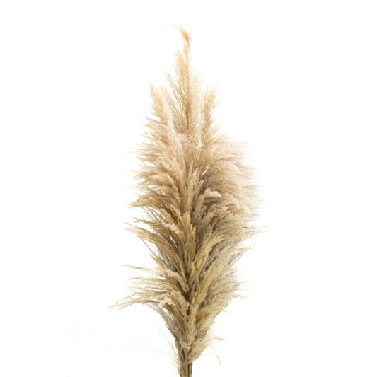 Pampas Grass - Natural
