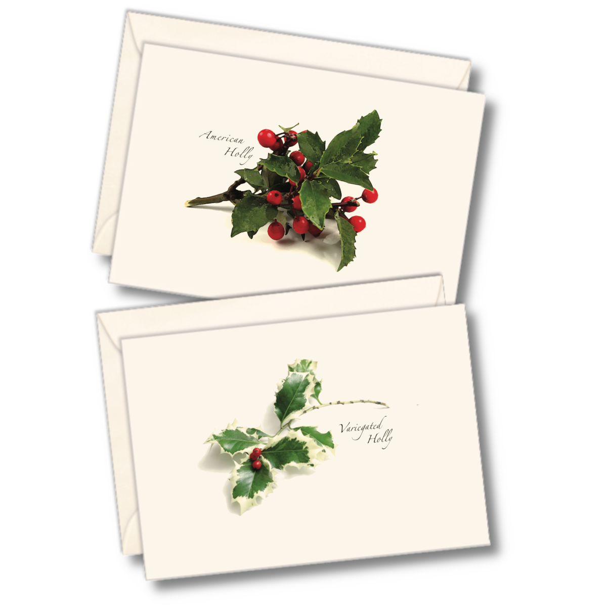 American Holly Assortment.