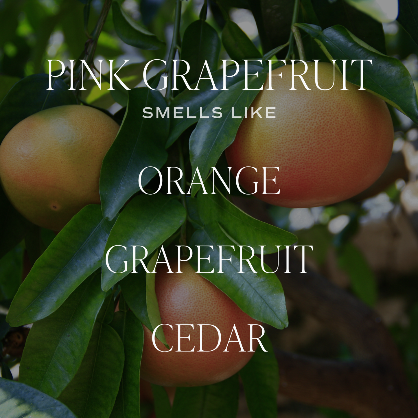 Pink Grapefruit 11 oz Soy Candle - Home Decor & Gifts