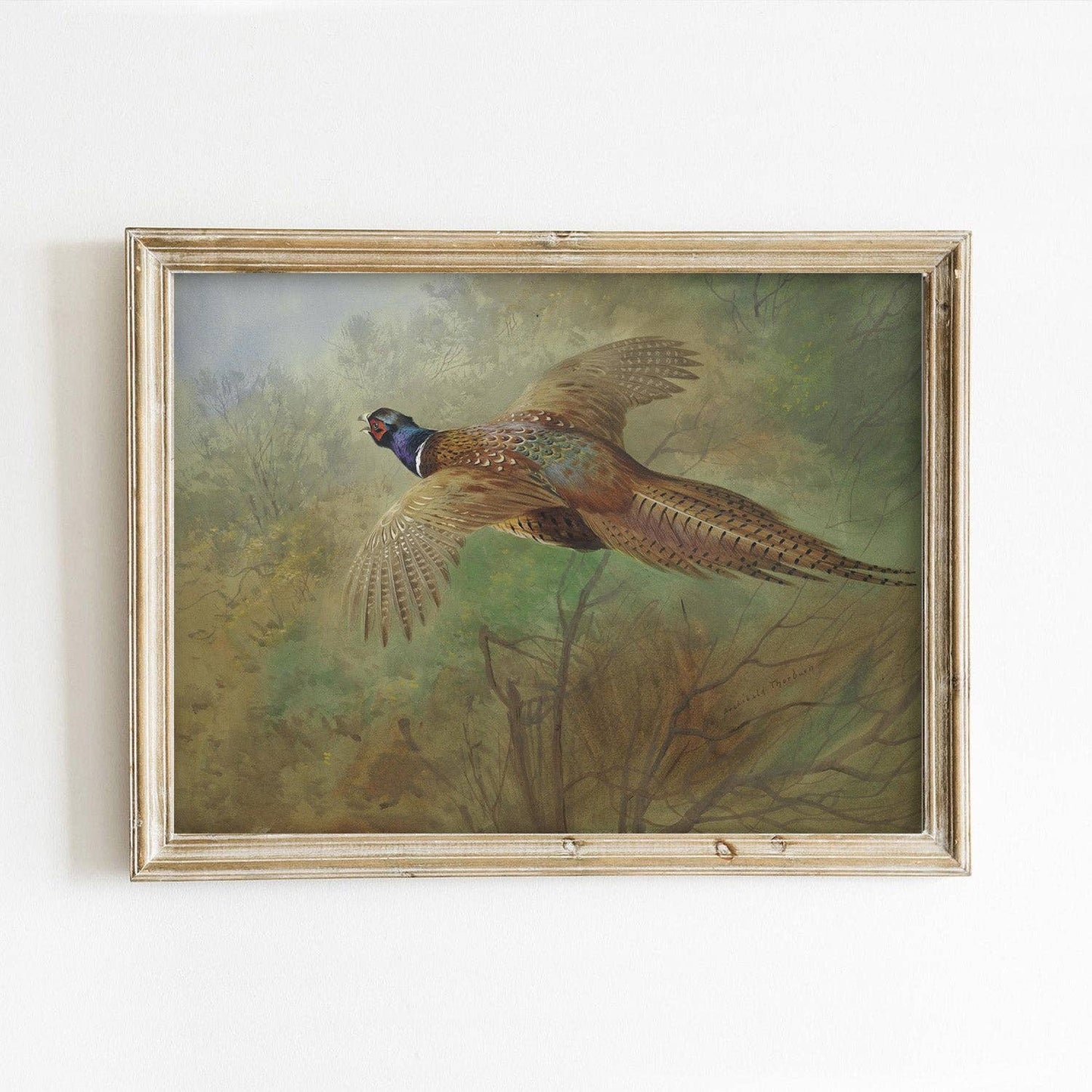 Flying Pheasant Thanksgiving Autumn Art Print: 11x14