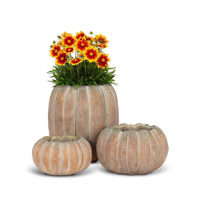 Cement Pumpkin Planter: Small Low (5.5"W)