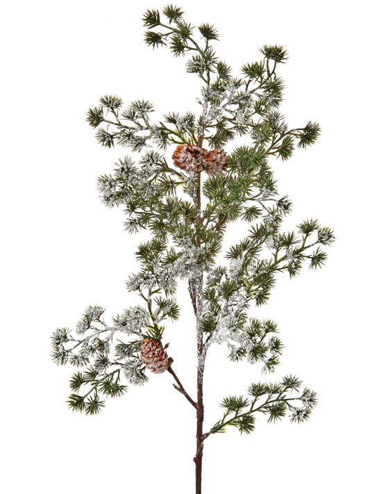 Snowy pine branch and acorns