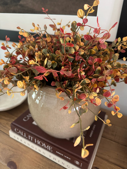 Pimpernel Bush