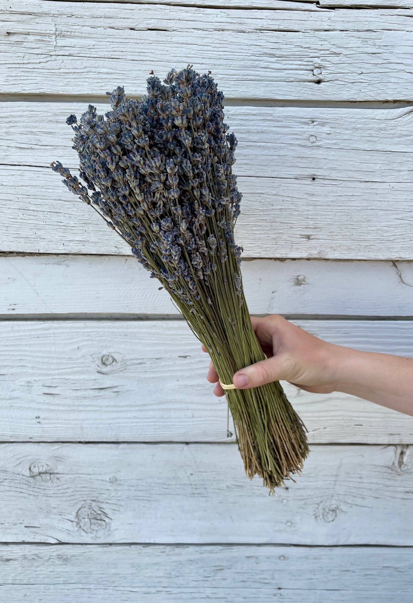 Lavender - Light Purple