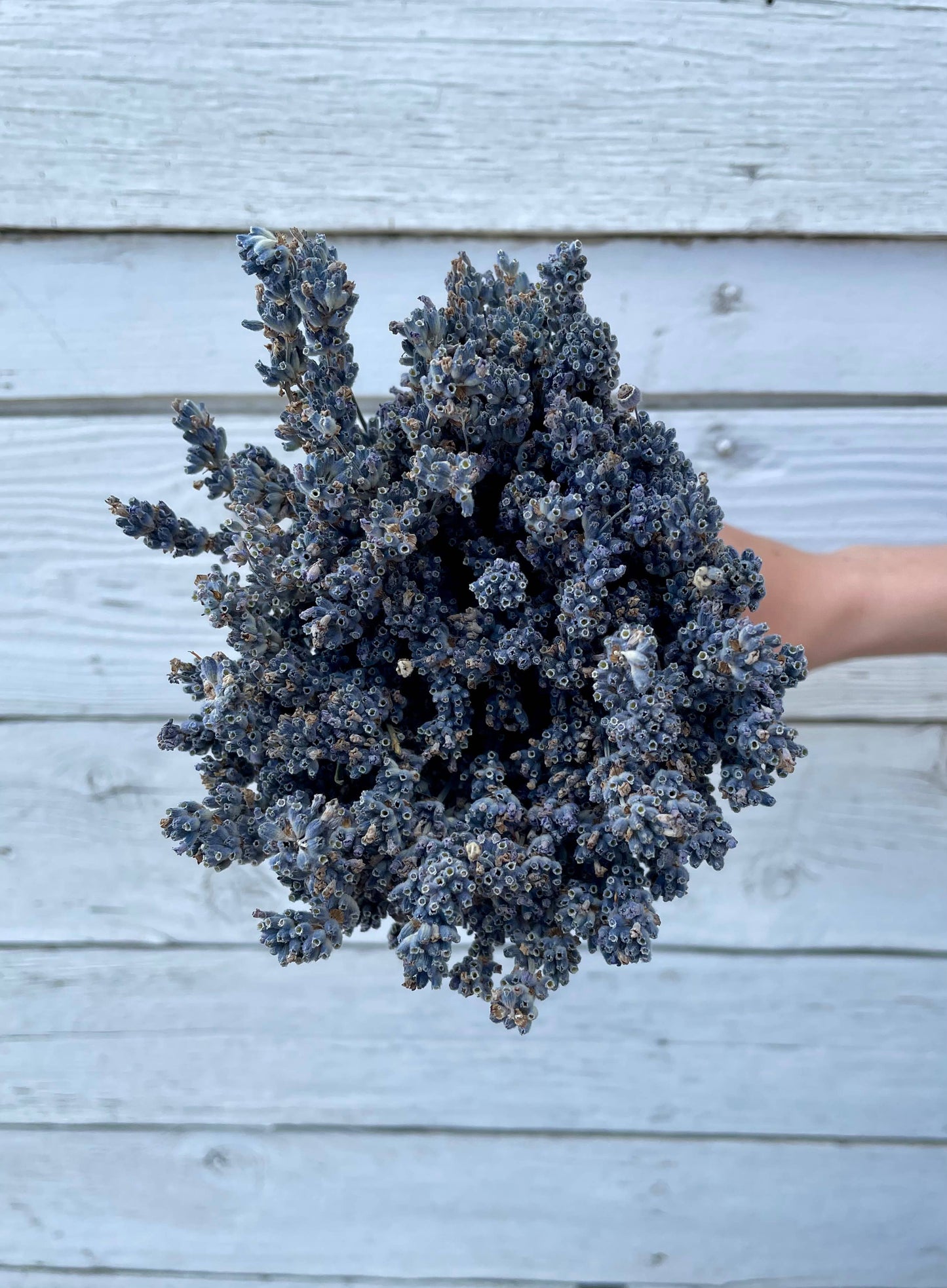Lavender - Light Purple