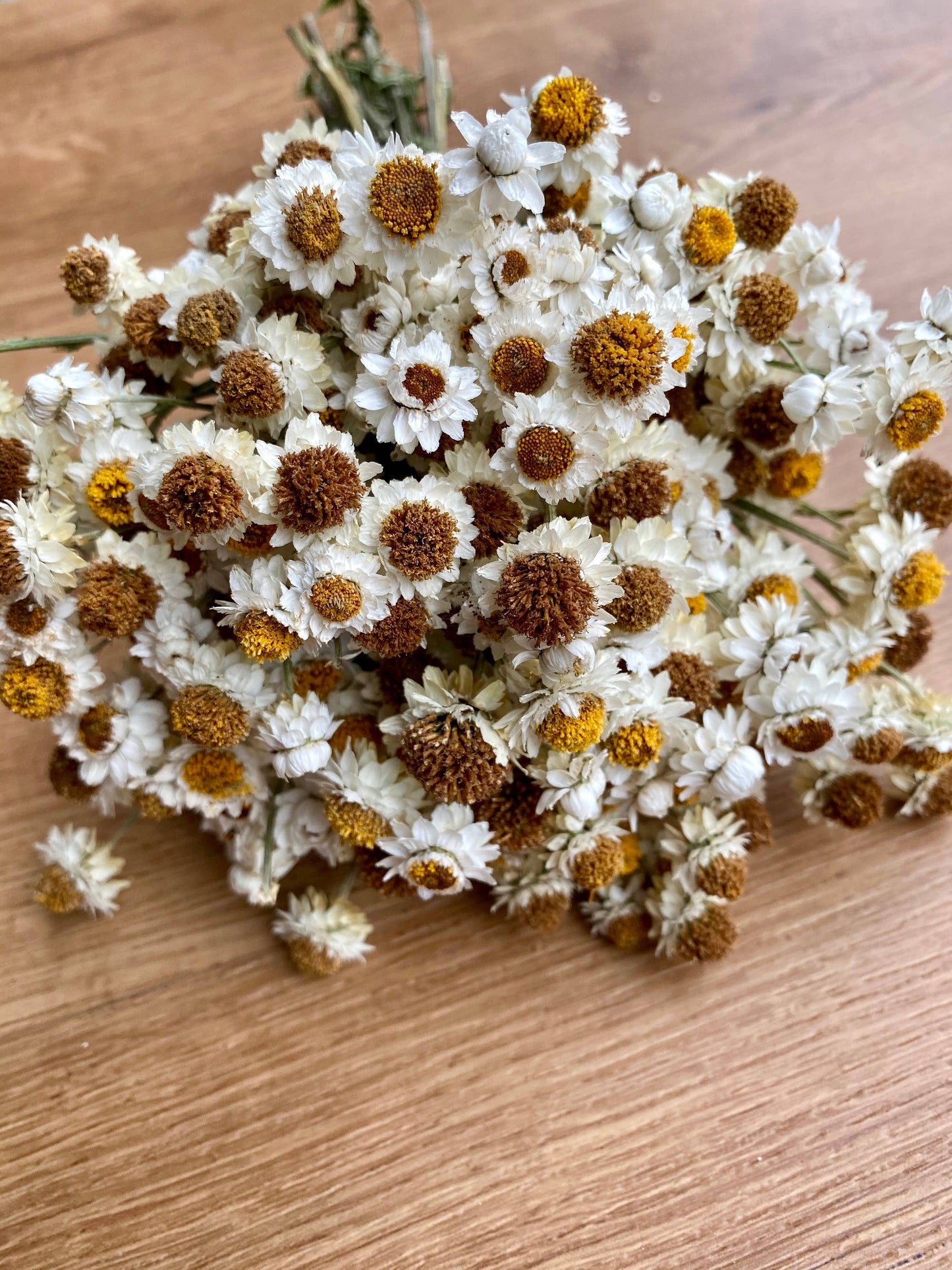 Ammobium 