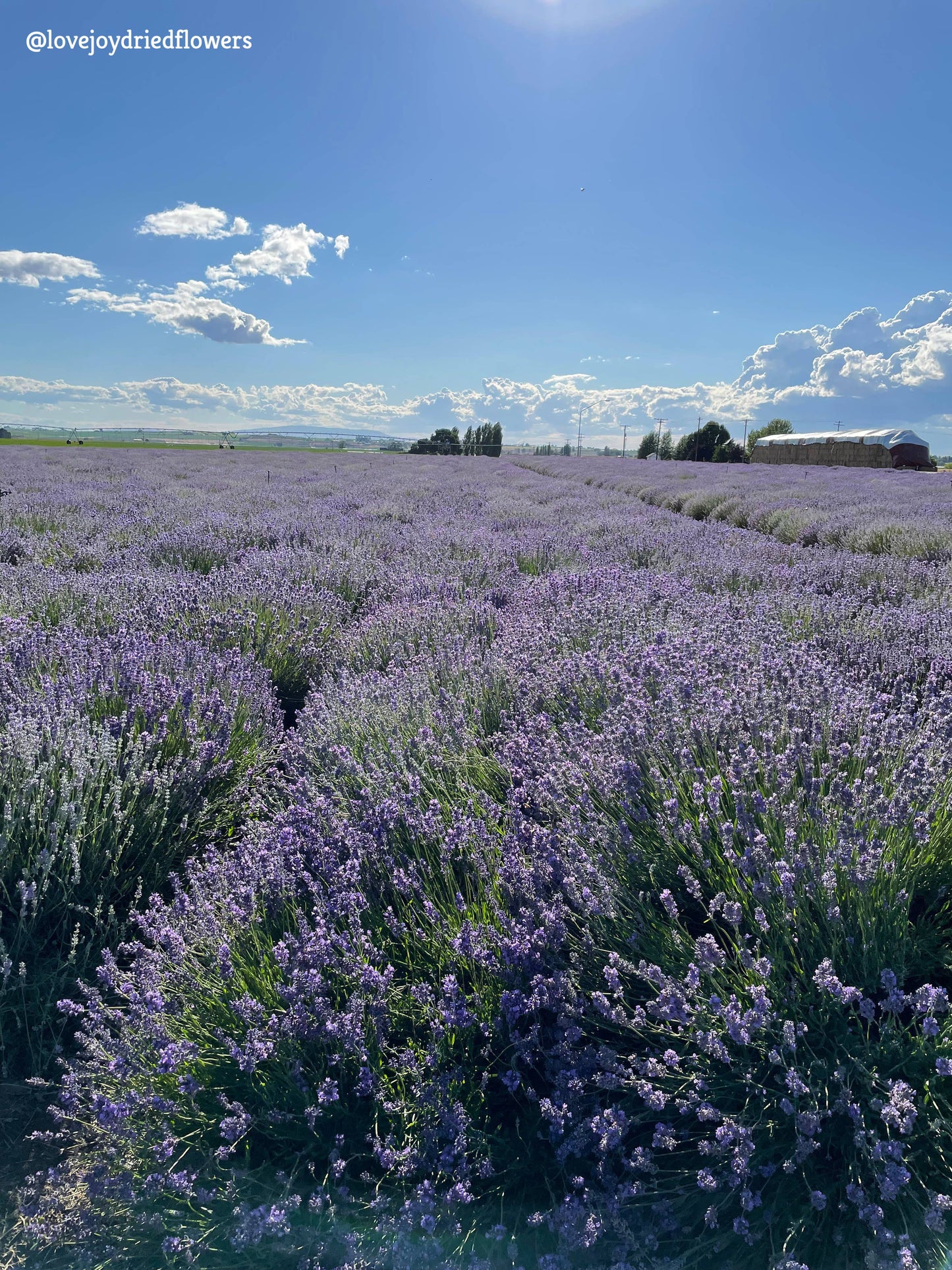 Lavender - Light Purple