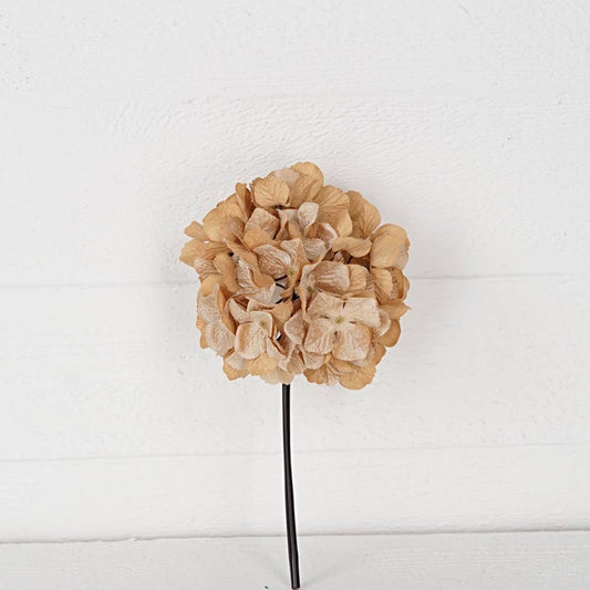 Teastain Hydrangea