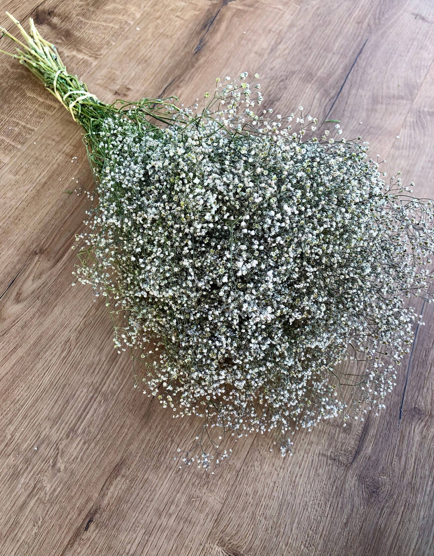 Baby's Breath (Gypsophillia) 