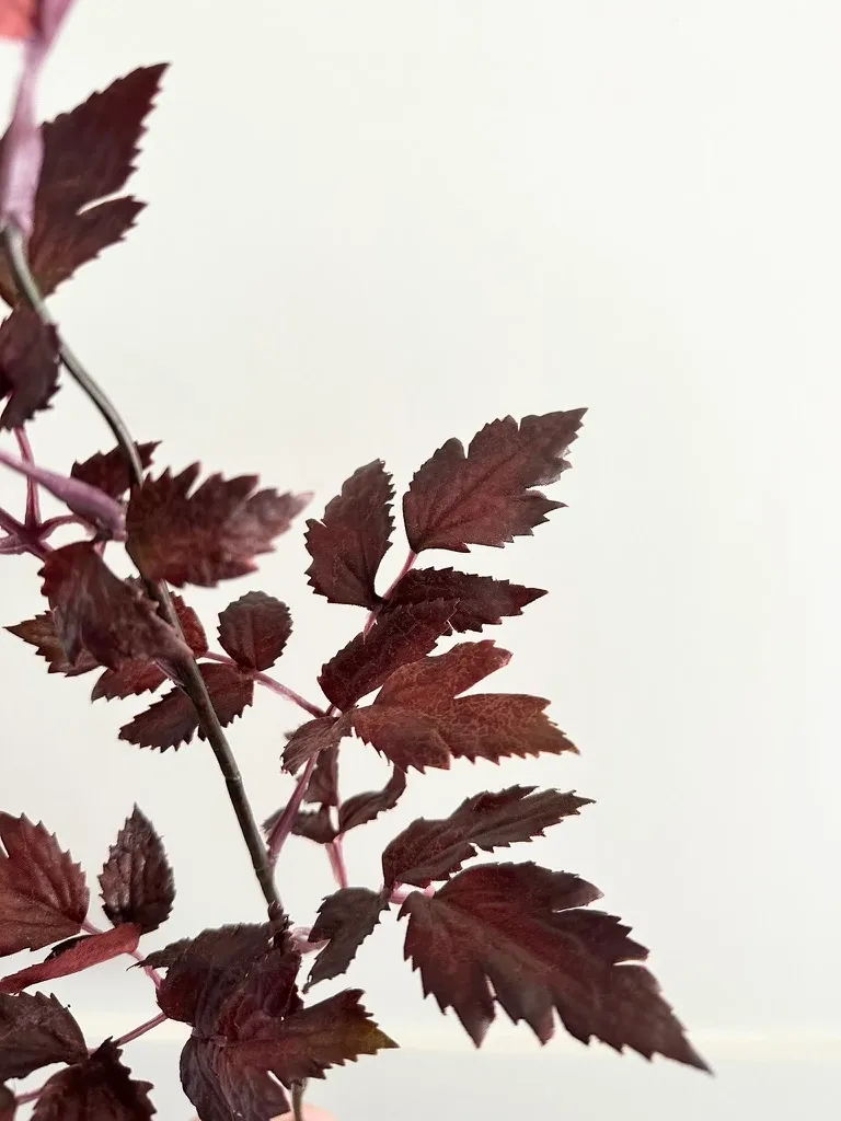 Faux Plum Cimicifuga Ramosa Leaf Spray - 19.5"