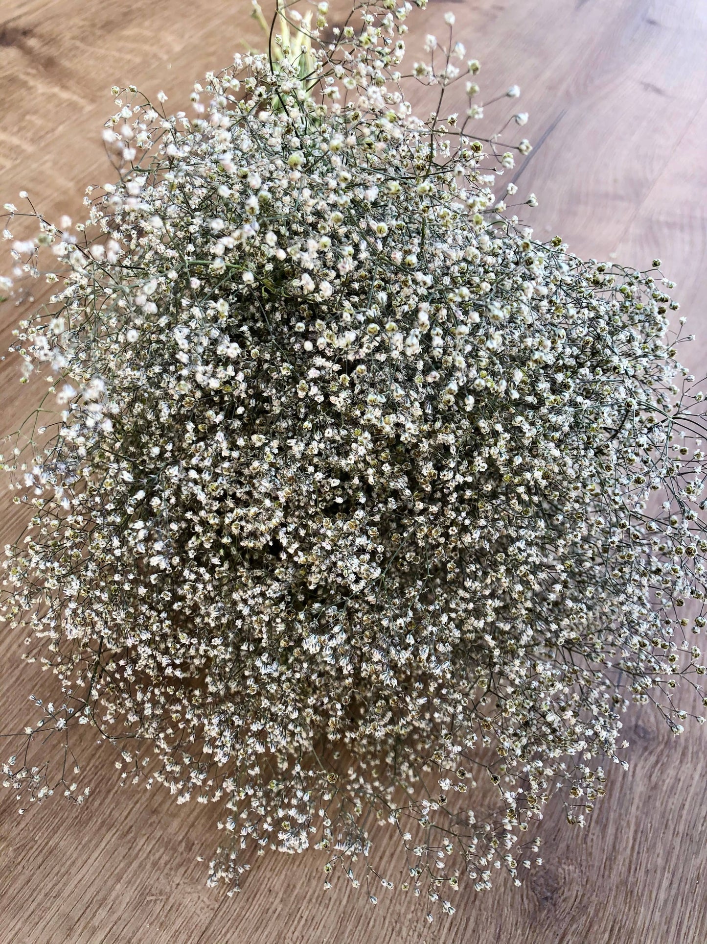 Baby's Breath (Gypsophillia) 