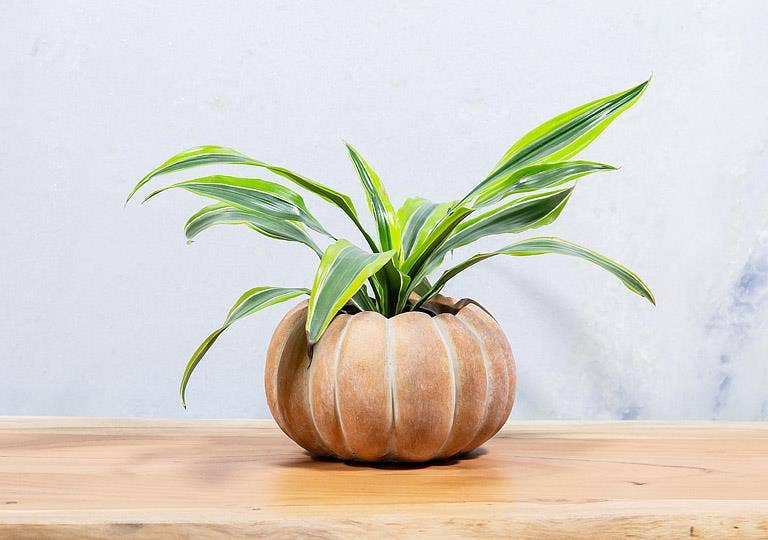 Cement Pumpkin Planter: Small Low (5.5"W)