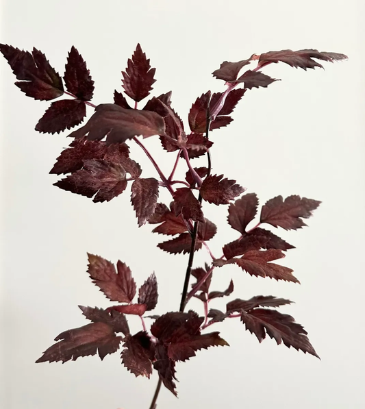 Faux Plum Cimicifuga Ramosa Leaf Spray - 19.5"