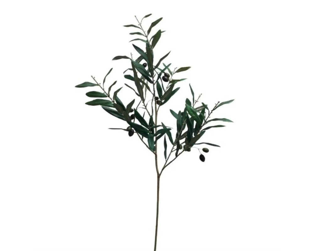Olive Branch