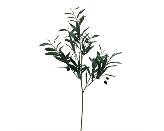 Olive Branch